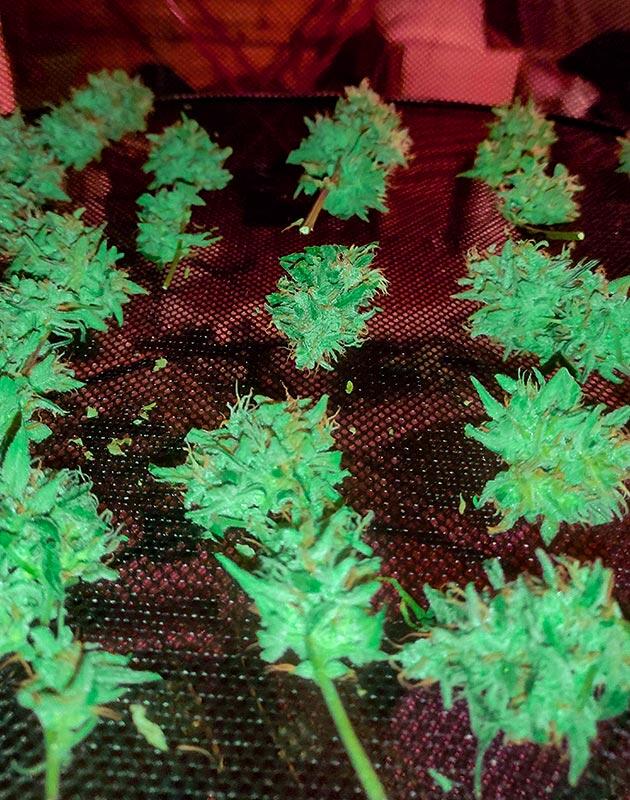 Харвест Wedding Glue Auto