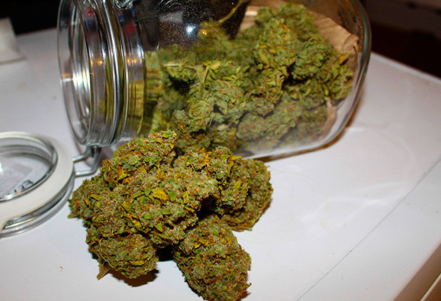 Собранные шишки Fast & Vast Auto Сухой урожай конопли