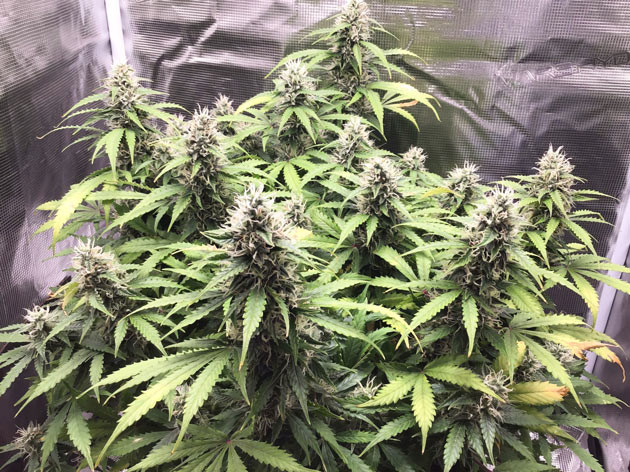 Увеличение удобрений для Годзилла кукис авто Цвет и запах Godzilla Cookies Auto