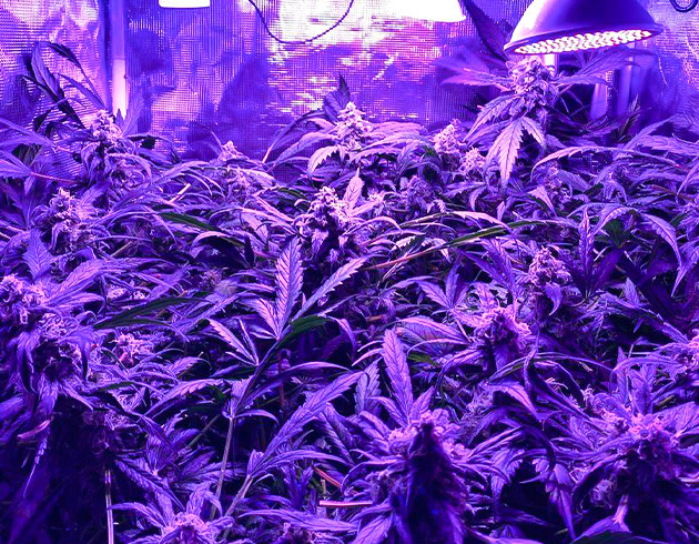 Уменьшения питания Куст на 13 неделе