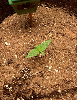 Первая неделя вегетации Появление второй пары листьев