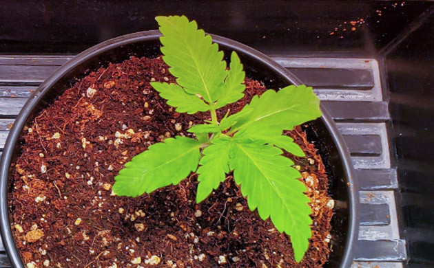 Четырнадцатый день выращивания конопли Росток высотой 8 см