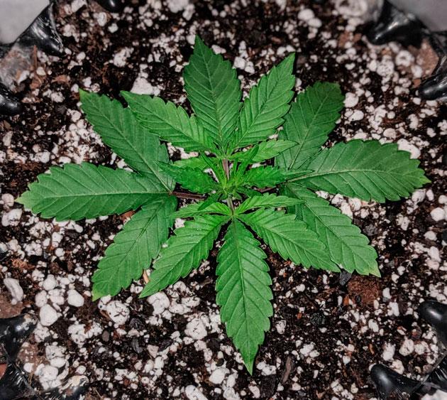 Развитие конопли и состав удобрений Растишка Sapphire OG на 3 неделе выращивания