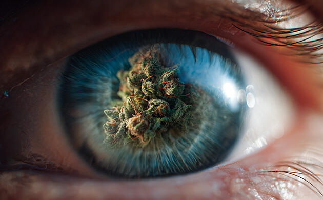 Каннабис при глаукоме: помогает ли марихуана снизить глазное давление Каннабис и глаукома