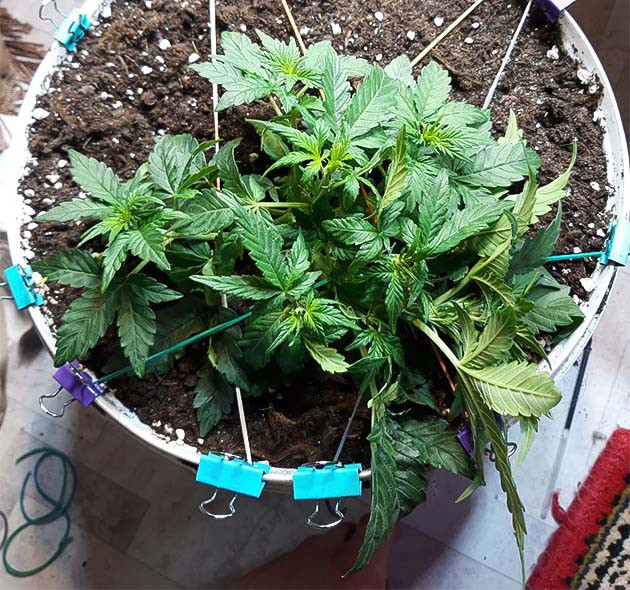 Высокие темпы развития куста Кусты Kali Mist Auto в горшках