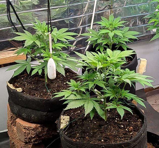 Кусты Peach Crescendo Auto RF3 на стадии вегетации