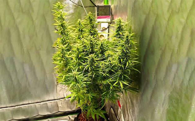 Куст на 7 неделе выращивания