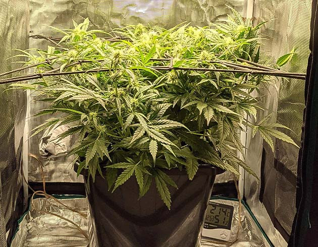 Куст на 7 неделе выращивания