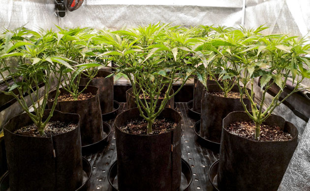 Переход к режиму цветения Толстые нижние ветви кустов