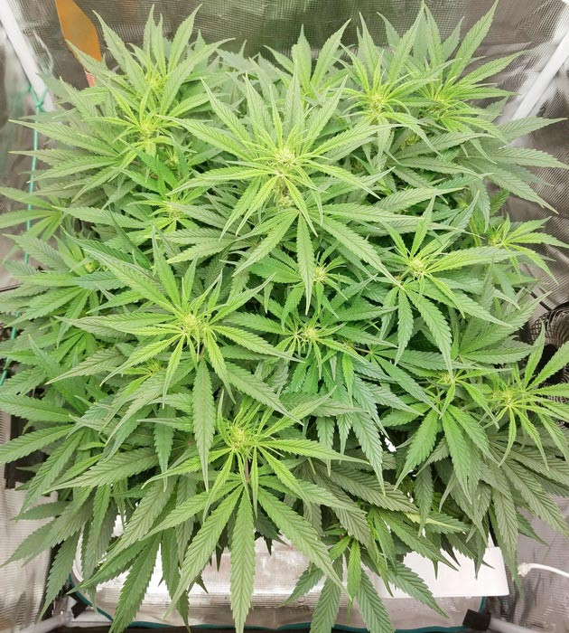 Смена раствора для цветения Bruce Banner Auto