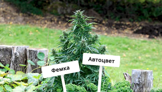 Выбор сорта Автоцветущие феминизированные сорта для аутдора