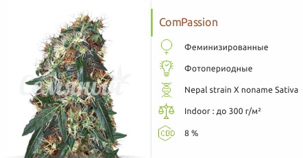 Сорт марихуаны ComPassion Compassion от Dutch Passion