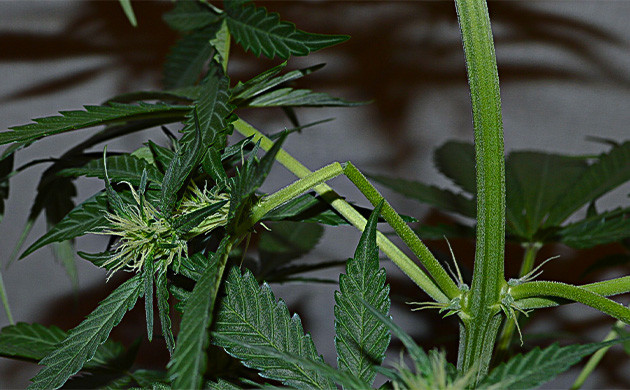 Повреждение тканей растения конопли