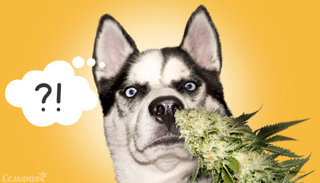 Сорта без запаха