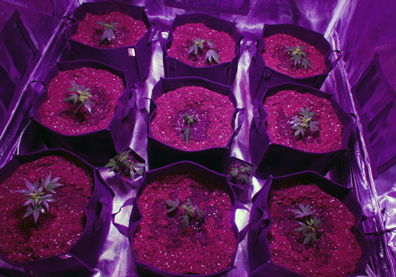 Пересадка саженцев в горшки Пересаженные в горшки саженцы White Widow