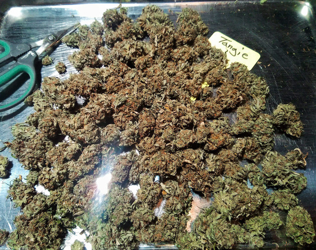 Урожай Tangie'matic Собранный урожай