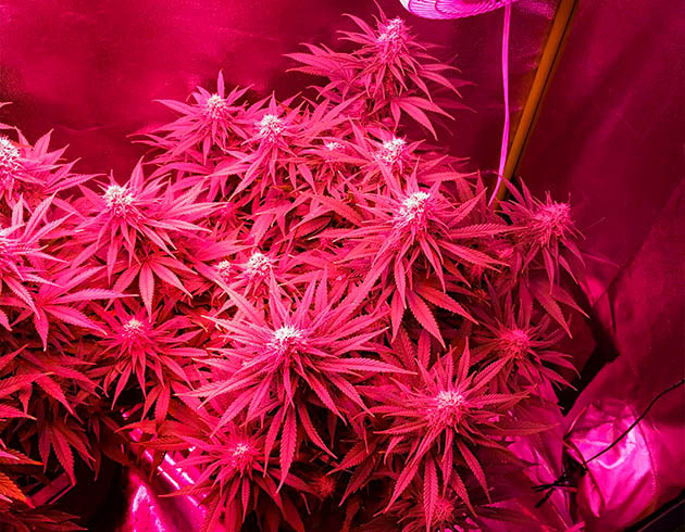 Цветущий куст под LED освещением