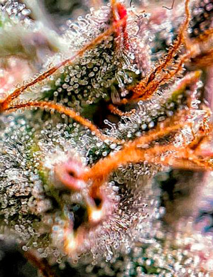 Трихомы под увеличением Прозрачные трихомы