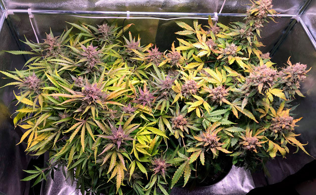 12 неделя выращивания Кусты Six Shooter фиолетового цвета