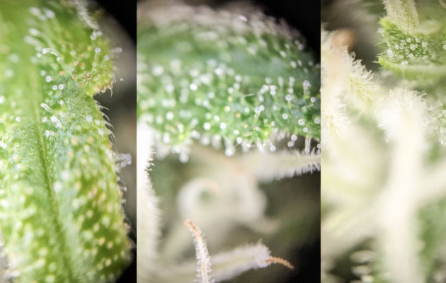 Zoap: уход и полив Мониторинг трихом при выращивании Zoap