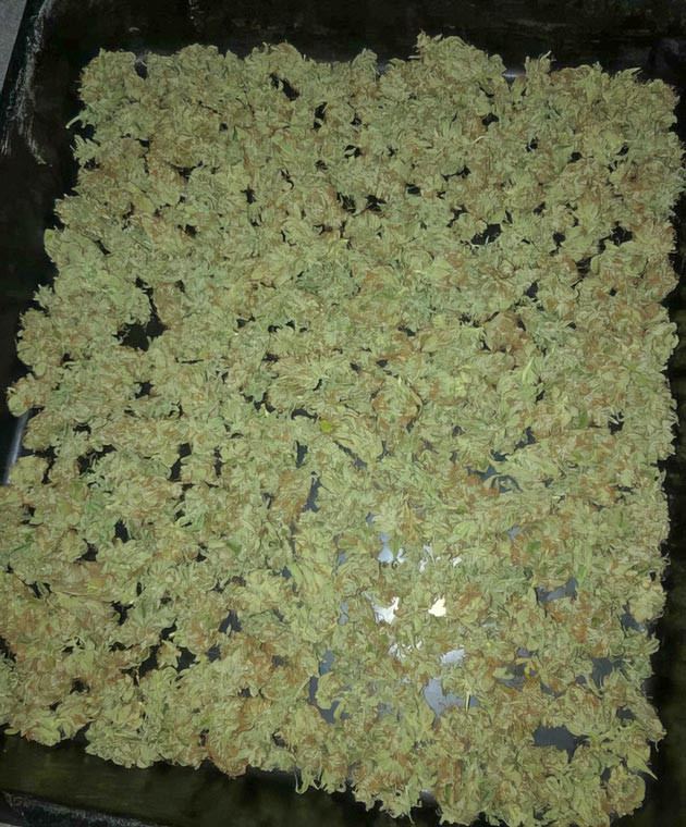 Простое выращивание и хороший урожай Pink Rozay Auto