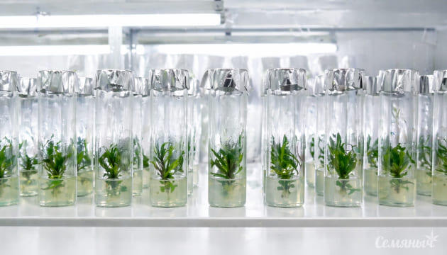 Микроклональное размножение конопля в стерильной среде