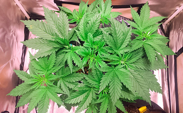 Critical Kush дневник по выращиванию Легкая дефолиация куста Critical Kush