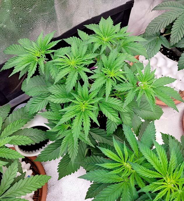 Подготовка каннабиса к фазе цветения Куст каннабиса Crescendo RBX1 перед переходом на цветение