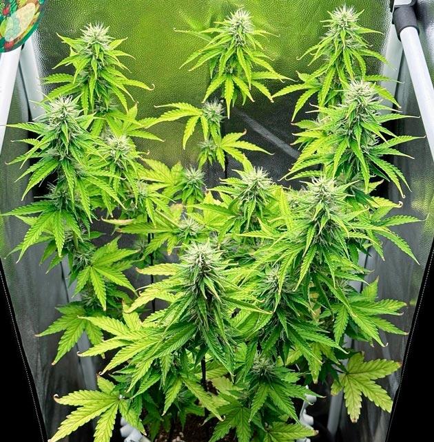 7 неделя выращивания Auto Critical Lemon CBD