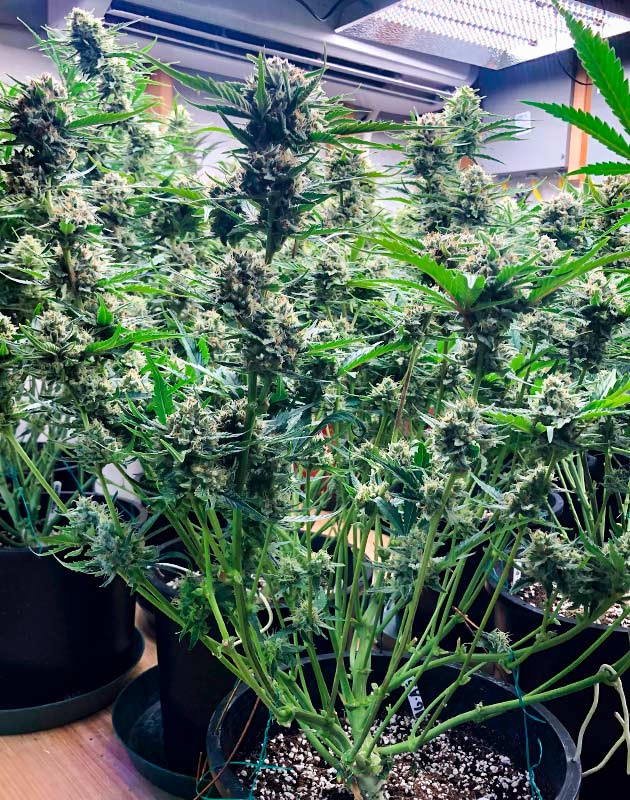 Куст марихуаны Gelato Auto Цветение куста Gelato Auto