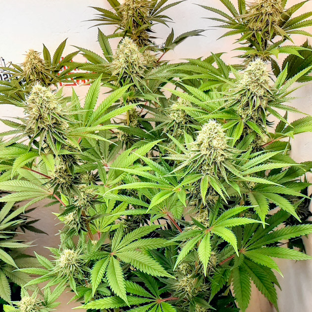 Цветение на 10 неделе выращивания Куст с большими смолянистыми шишками