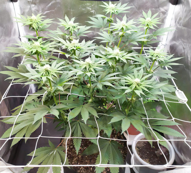 Активное цветение Biscotti Mintz Развитие шишек Biscotti Mintz