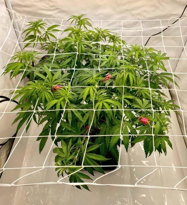 Развитие марихуаны и проведение дефолиации Куст Super Silver Haze от сидбанка GHS на 8 неделе