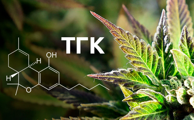 Израиль — мировой лидер в изучении марихуаны