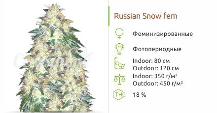 Russian Snow fem (Vision Seeds)