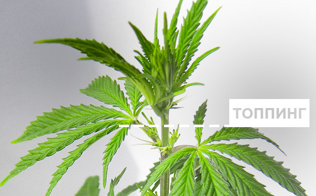 Что такое топпинг Топпинг: что это