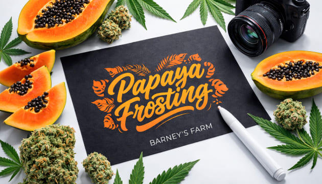 Выращивание сорта марихуаны Papaya Frosting от Barney's Farm Гроурепорт сорта Papaya Frosting от Barney's Farm
