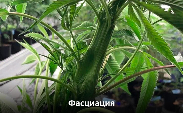 Фасциация конопли