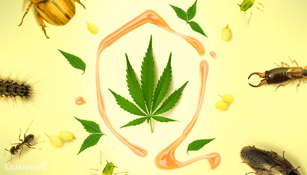 Масло ним – полезно для гровинга и для гровера