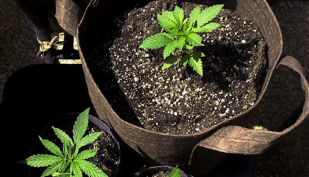 Правильный горшок во избежание дефицита кальция Гроубэг для конопли при нехватке кальция