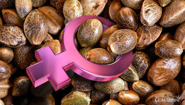 Автоцветущие феминизированные семена