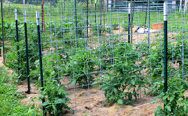 Использование сеток для томатов Выращивание томатов в открытом грунте