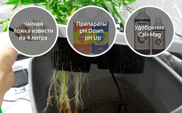 Дефицит кальция при гидропонном выращивании марихуаны Нехватка кальция при выращивании конопли в гидропонной установке
