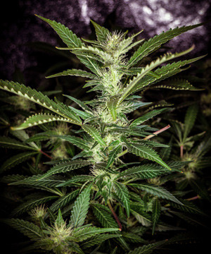 Цветущее соцветие Tutankhamon