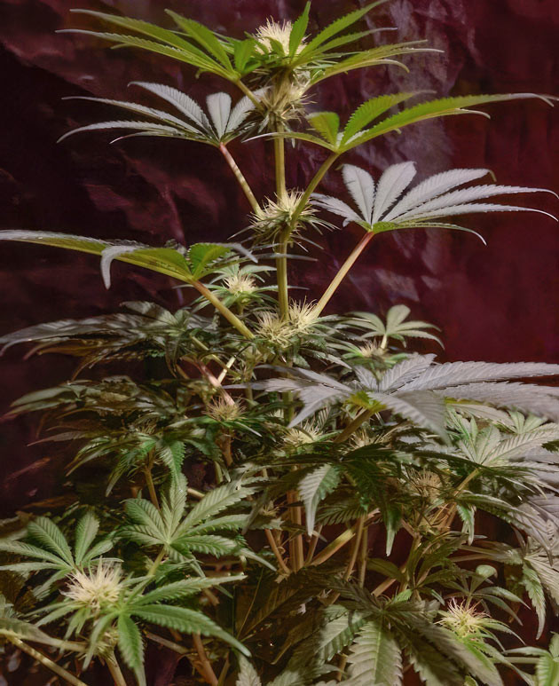 Цветение каннабиса Конопля на 8 неделе роста