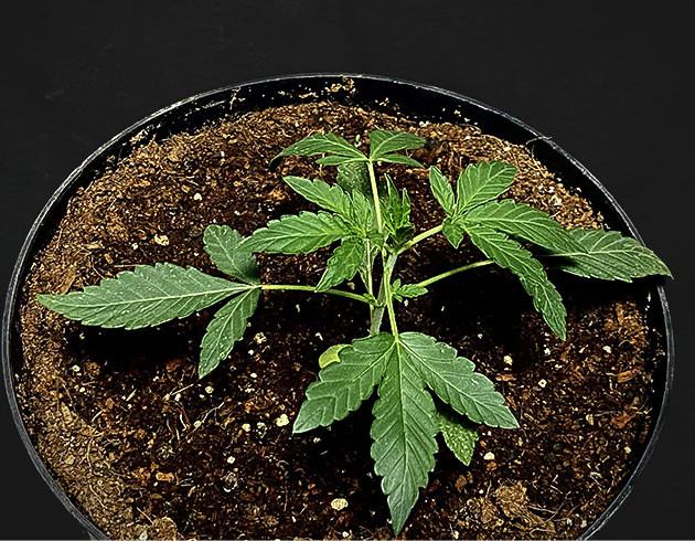 Пересадка для устойчивости Amnesia Zkittlez Auto Ровный рост во вторую неделю