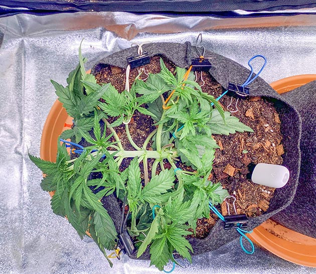 Проблемы с питанием автоцветов Введение удобрений для Wedding Cake Auto