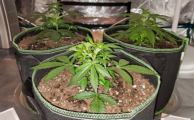 Начало подкормки Auto Lemon Kix Auto Lemon Kix в индоре