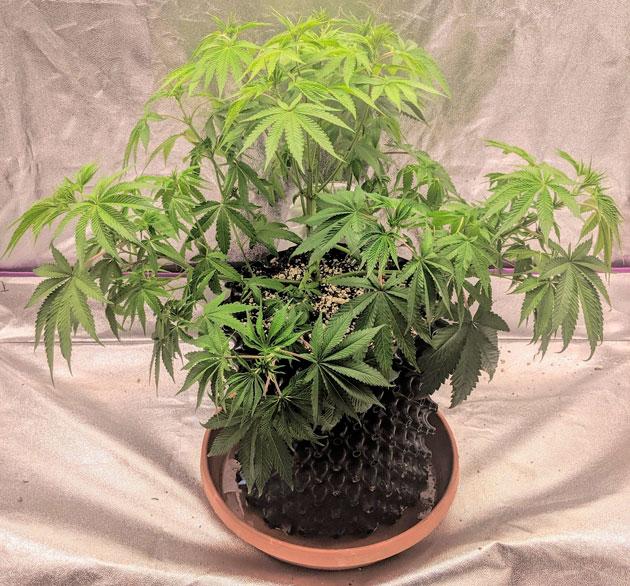 Начало цветения Куст Sapphire OG ростом 45 см