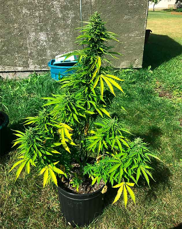 Финальная неделя выращивания Куст каннабиса с желтыми листьями